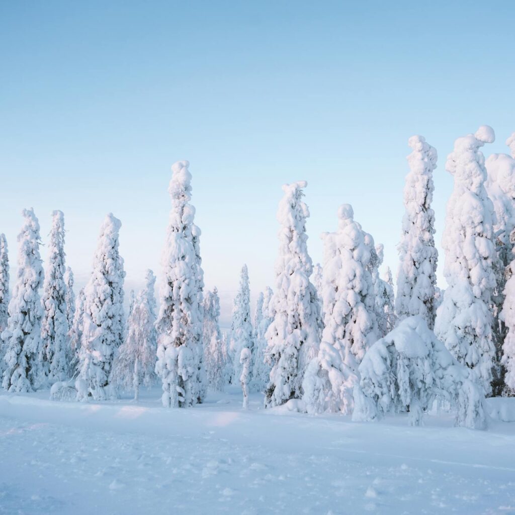 snow on trees in winter forest in finland