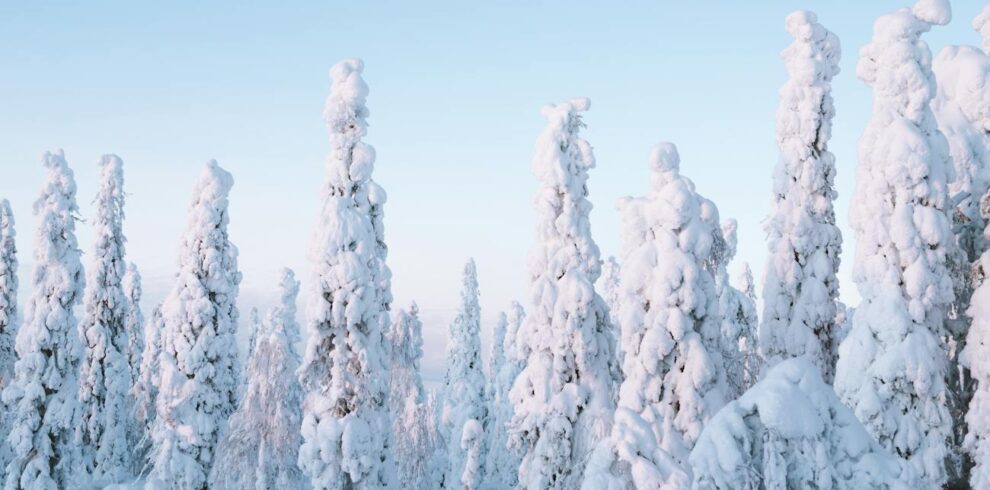 snow on trees in winter forest in finland